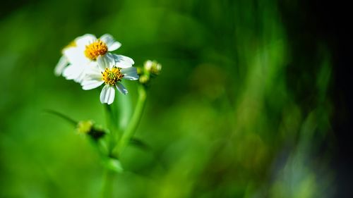 Close-up of honey bee on flower blooming outdoors