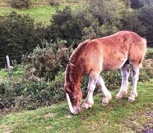 Horse grazing on field