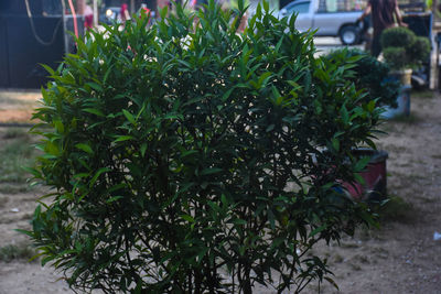 Close-up of potted plants in city