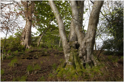 View of trees in forest