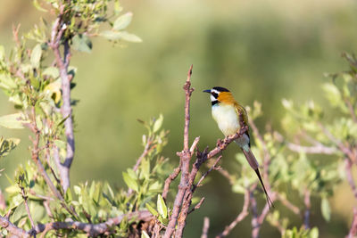 Close-up of bird perching on branch