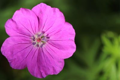 Close-up of pink flowering plant