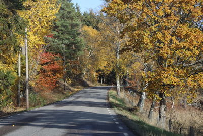 Road amidst trees during autumn