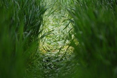 Close-up of fresh green plants on field