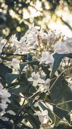 Close-up of white flowering plant