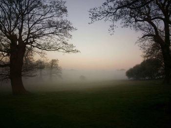 Trees on field against sky