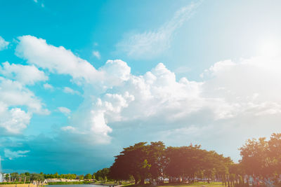 Low angle view of trees on field against sky