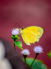 Close-up of butterfly pollinating flower