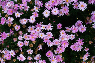 High angle view of flowering plants