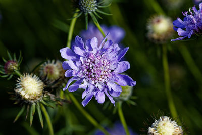 Close-up of purple flowering plant