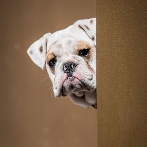 Close-up portrait of a dog