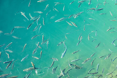 Fishes swimming in sea