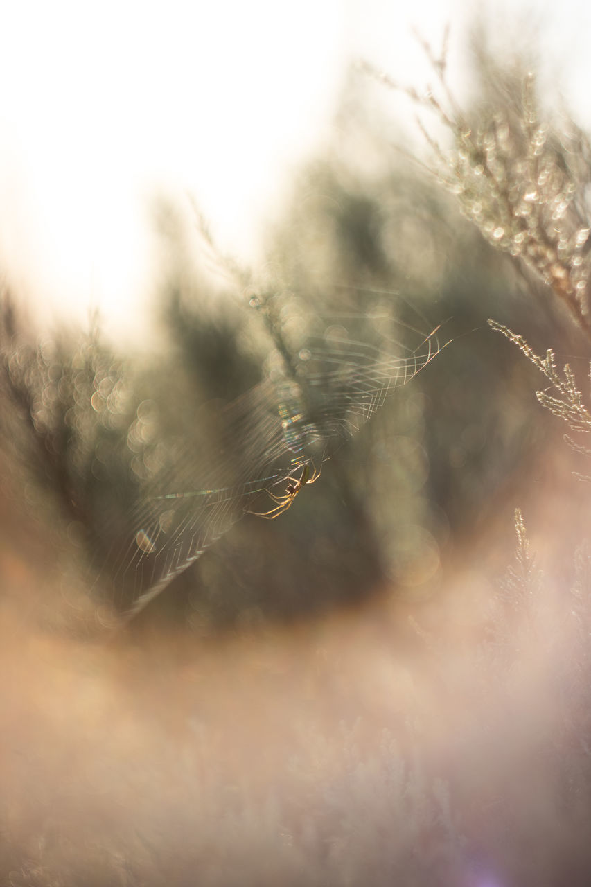 sunlight, plant, nature, grass, no people, morning, fog, sky, selective focus, beauty in nature, light, tree, tranquility, reflection, close-up, outdoors, backgrounds, environment, winter, fragility, leaf, day, branch, forest, macro photography, growth, back lit, sunbeam, softness, sun, defocused, cloud, land, freshness, abstract, frost, cold temperature, landscape