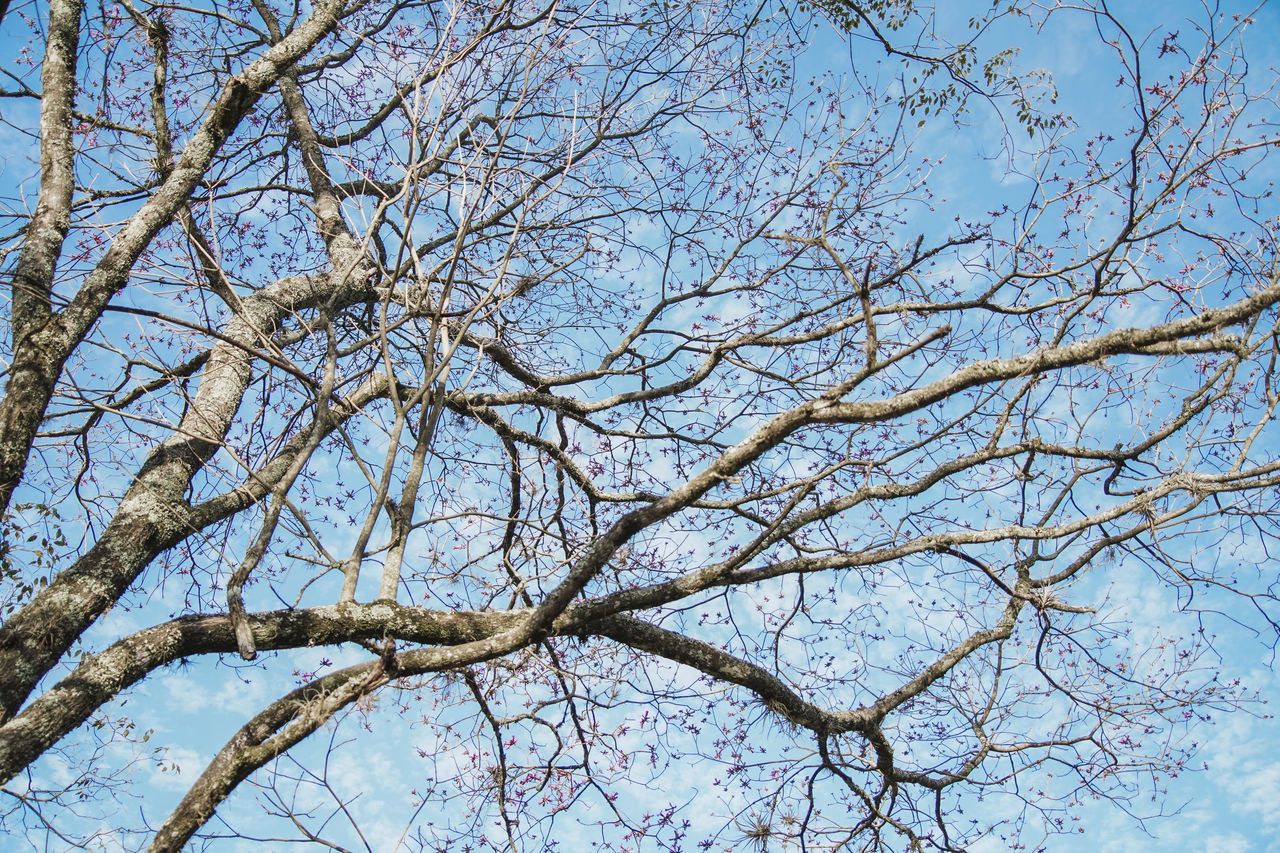 tree, branch, low angle view, plant, sky, bare tree, nature, no people, beauty in nature, day, winter, tranquility, flower, blue, clear sky, leaf, outdoors, backgrounds, growth, full frame, frost, scenics - nature, blossom