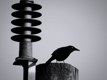 Low angle view of bird perching on wooden post