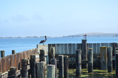 Pelican bird perching on fence by sea against clear sky