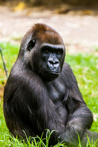 Portrait of lion in zoo