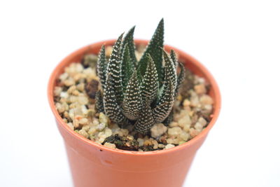 Close-up of potted plant against white background