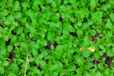 Full frame shot of fresh green leaves on field