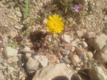 flowering plant