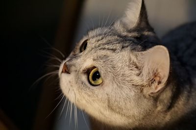 Close-up of a cat looking away