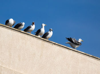 Low angle view of seagulls perching against clear sky