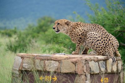 Side view of a cat