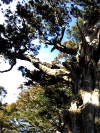 Low angle view of trees against sky