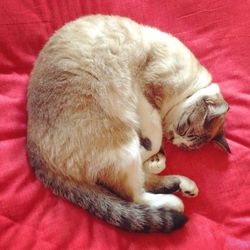 Close-up of a cat sleeping