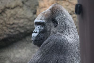 Close-up of chimpanzee