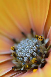 Close-up of bee on yellow flower