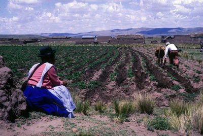 Rear view of woman looking at farmer working with bull on field