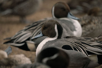 Close-up of a bird