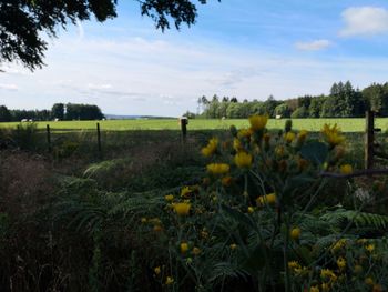 Scenic view of agricultural field against sky