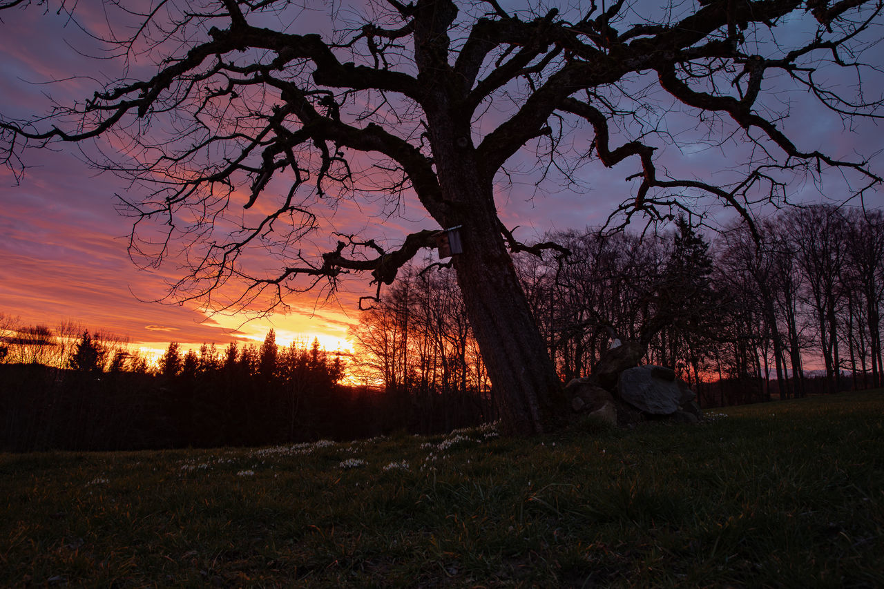 plant, tree, land, sky, sunset, field, nature, beauty in nature, tranquility, tranquil scene, scenics - nature, grass, silhouette, growth, non-urban scene, environment, landscape, branch, no people, outdoors