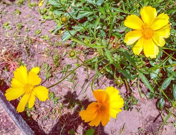 High angle view of yellow flowering plants on field