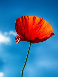 Close-up of red poppy flower against blue sky