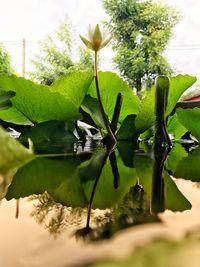 Close-up of water lily leaves floating on lake