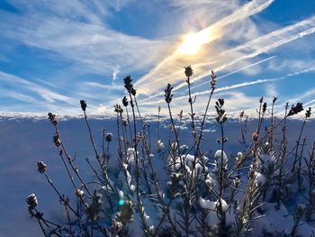 Plants against sky during winter