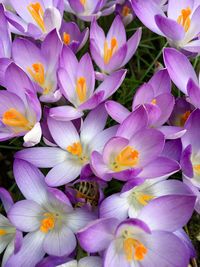 Close-up of orchids