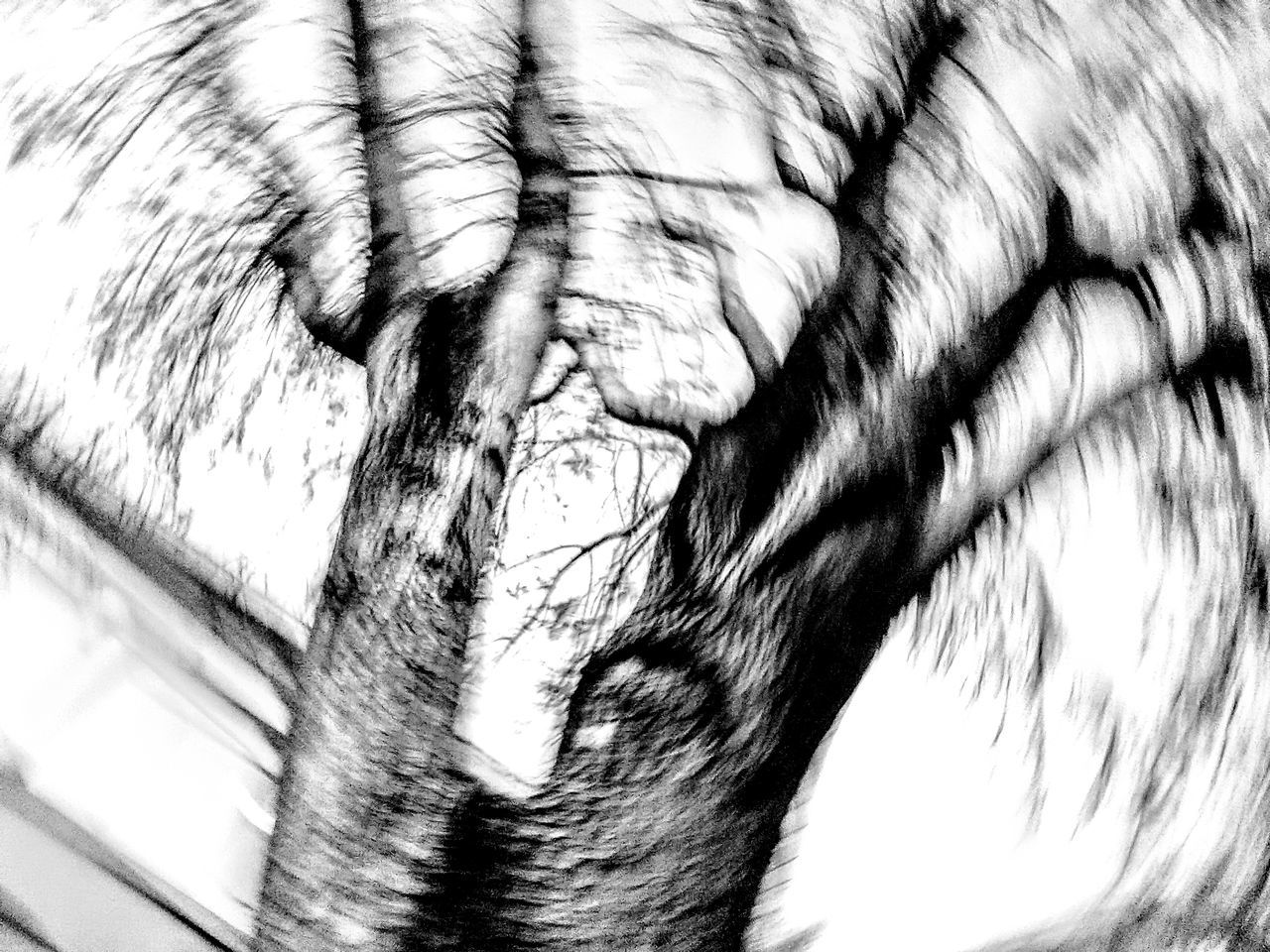 drawing, black and white, sketch, monochrome photography, monochrome, tree, close-up, nature, no people, day, outdoors, pattern
