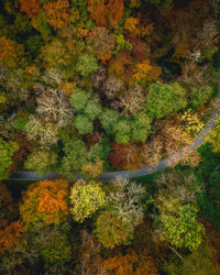 High angle view of trees growing in forest during autumn