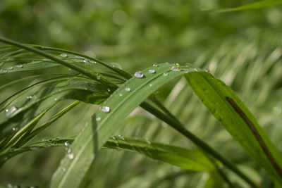 Close-up of water drops on grass