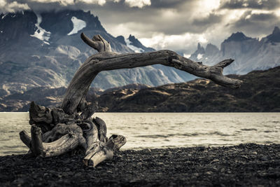 Dead tree on lake against sky