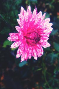 Close-up of pink flowers