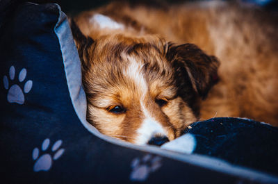 Close-up of dog
