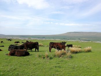 Horses in a field