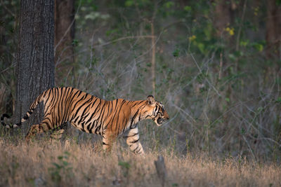 Portrait of tiger standing on field