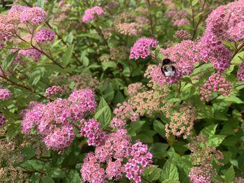 Close-up of bumblebee on pink flowering plants