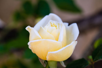 Close-up of yellow rose